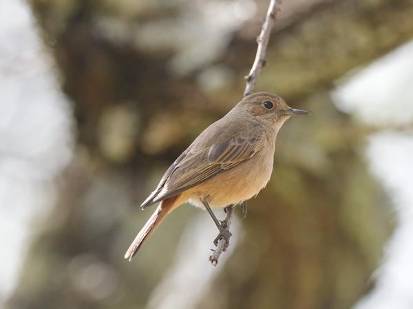 <h3><a href="/trips/safari/biota/animalia/chordata/aves/040 passeriformes/108 muscicapidae/bradornis pallidus/bradornis pallidus-nl.html">Bradornis&nbsp;pallidus</a> / Pale&nbsp;flycatcher / Vale&nbsp;vliegenvanger</h3>OM-1 Mark II met OLYMPUS M.300mm F4.0, 1/2000 sec  bij F4.0, ISO 2500, afstand 4.27&nbsp;m